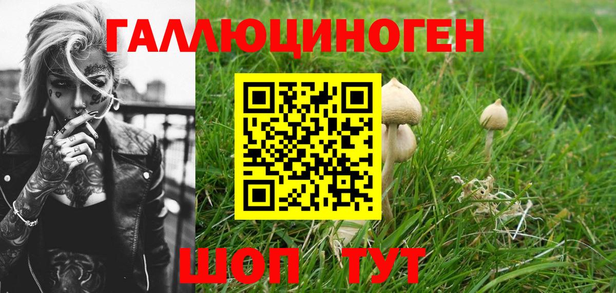 Псилоцибиновые грибы Psilocybe Краснокамск